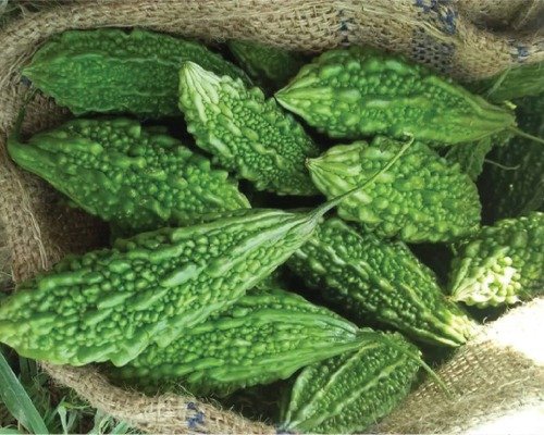 imgi 10 bitter gourd 28 04 2024 12 43 56