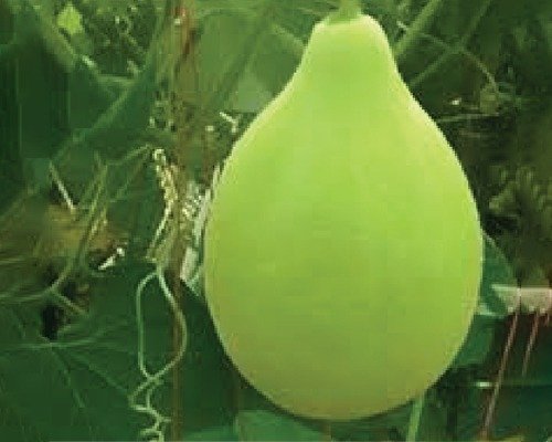 imgi_11_F-1 HYB (011) Bottle Gourd-07-04-2024-06-36-53 F-1 HYB (011) (Bottle Gourd)