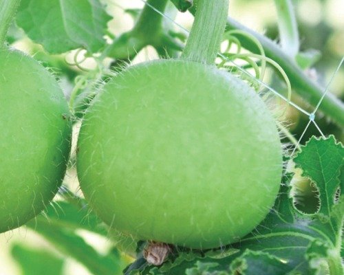 imgi_11_Tinda - Blush (Round Gourd)-10-04-2024-15-29-07 F-1 Hyb. Tinda - Blush