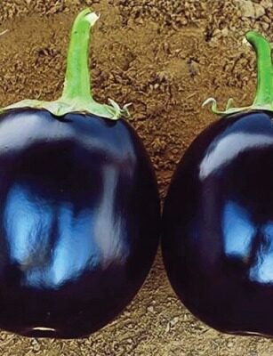 Brinjals (Eggplant)
