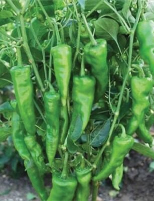 F1 Hyb HP-4 (Chilli)