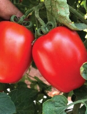F1 Hyb Bhavya (Tomato)