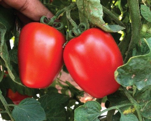 imgi_13_Bhavya (Tomato)-10-04-2024-16-13-23 F1 Hyb Bhavya (Tomato)