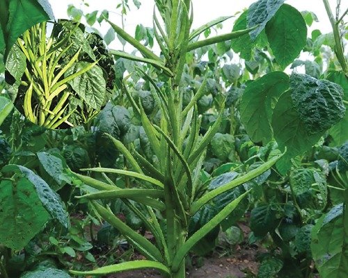 imgi_13_spl-61-cluster-beans-guar-07-04-2024-06-17-08 Spl 61 (Cluster Beans - Guar)