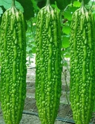 Alfa (F1 - HYB) (Bitter Gourd)