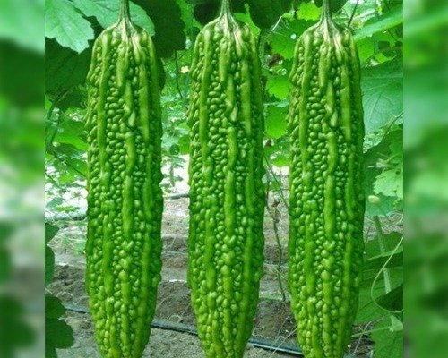 imgi_15_Alfa (F1 - HYB) Bitter Gourds-07-04-2024-07-38-48 Alfa (F1 - HYB) (Bitter Gourd)