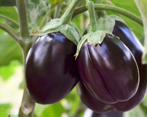 imgi 16 vegetable item 9 28 04 2024 13 15 57
