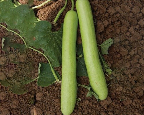 imgi_17_F-1 HYB (001) Bottle Gourd-07-04-2024-06-26-28 F-1 HYB (001) (Bottle Gourd)