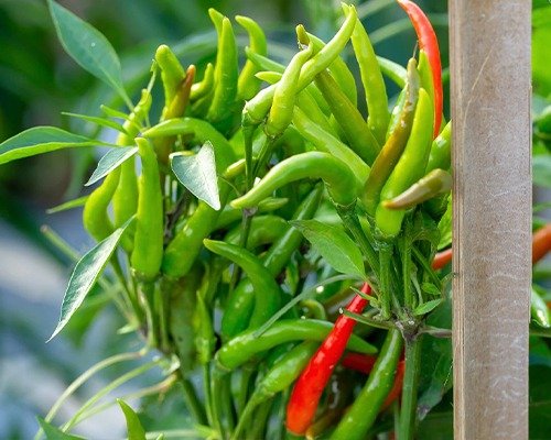 imgi 18 vegetable item 10 28 04 2024 13 16 20