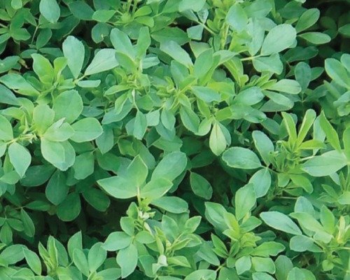 perennial perennial