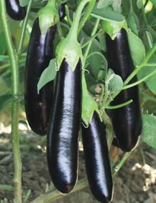 Black Pearl (F1 - HYB) (Brinjal/Eggplant)