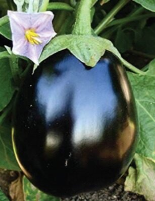 Blackbulb (F1 - HYB)
