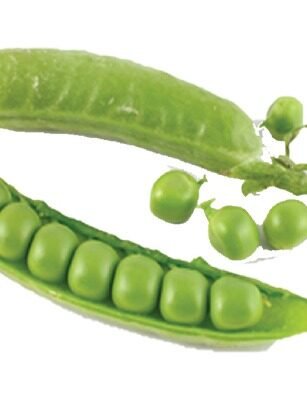 Early Fresh (GARDEN PEA)