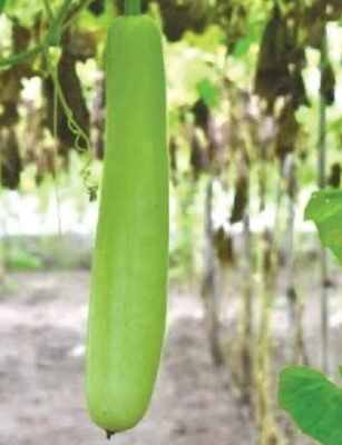 F-1 HYB (002) (Bottle Gourd)