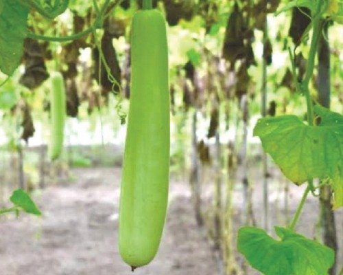 imgi_2_F-1 HYB (002) Bottle Gourd-07-04-2024-06-33-31 F-1 HYB (002) (Bottle Gourd)