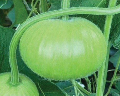 imgi_2_F-1 HYB (012) Bottle Gourd-07-04-2024-06-41-47 F-1 HYB (012) (Bottle Gourd)
