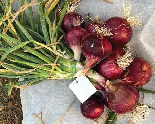 imgi_2_F1 Red Boss (Onion)-10-04-2024-16-35-13 F1 HYB Red Boss (Onion)