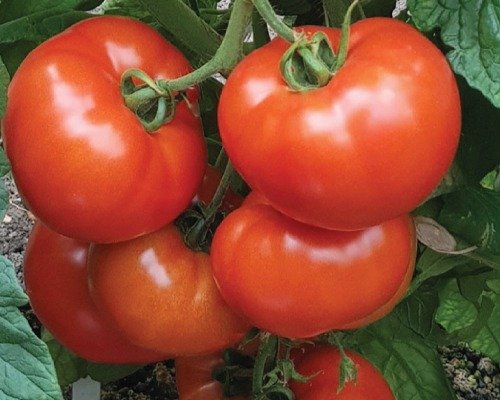 imgi_2_Glory (Tomato)-10-04-2024-16-15-52 F1 Hyb Glory