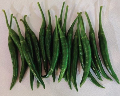 imgi_2_HP-2 (Chilli)-10-04-2024-15-49-25 F1 Hyb HP-2 (Fireline) (Chilli)