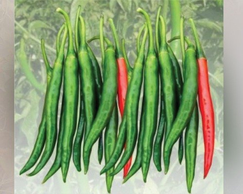 imgi_2_HP-3 (Chilli)-10-04-2024-15-51-58 F1 Hyb HP-3 (Chilli)