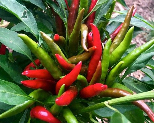 imgi_2_HP-7 Magnum-03-10-2024-10-51-58 HP-7 Magnum (Chilli)