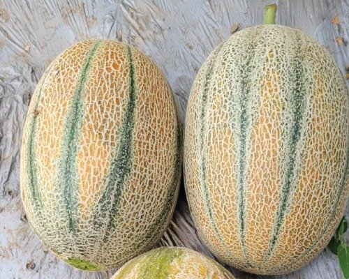 imgi_2_MM Art-8 (Muskmelon)-10-04-2024-14-17-11 Product Detail Home