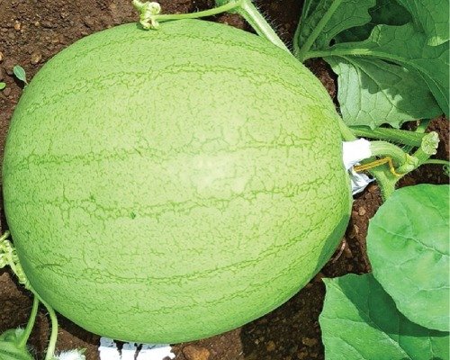 imgi_2_WM - 010 (Watermelon)-10-04-2024-12-26-06 WM - 010