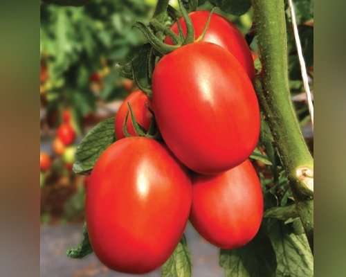 imgi_2_kabira (Tomato)-10-04-2024-16-07-21 F1 Hyb kabira (Tomato)