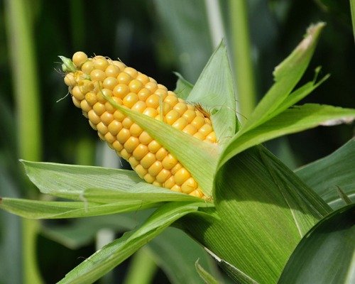 hybrid maize fortune 5005 hybrid maize fortune 5005
