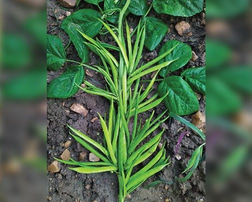 imgi_2_super-61-cluster-beans-guar-07-04-2024-06-10-08 Super 62 (Cluster Beans - Guar)