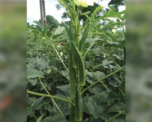 imgi_2_superstar-okra-04-04-2024-08-52-40 OKRA