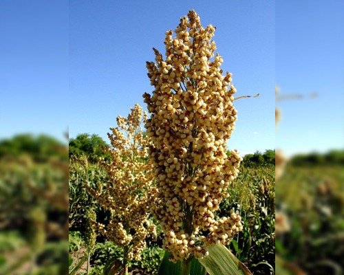 hybrid sorghum vikraal hybrid sorghum vikraal