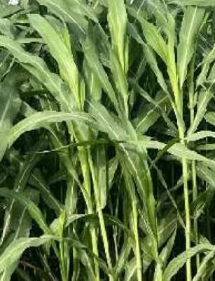 black diamond grass