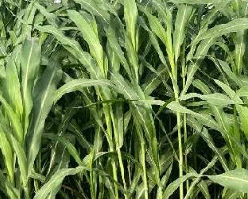 black diamond grass black diamond grass