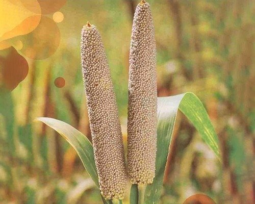 Imgi 4 Vegetable Item 2 28 04 2024 11 52 08 1