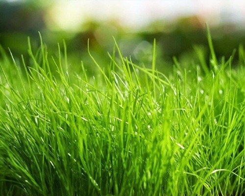 Imgi 6 Vegetable Item 3 28 04 2024 11 53 25 1