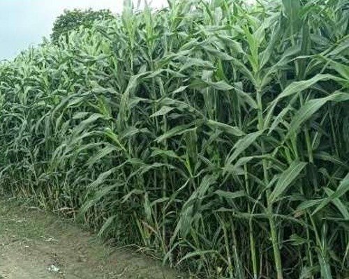 sweet sudan grass sweet sudan grass