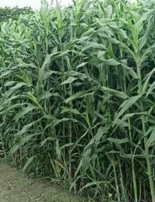 millet next feed