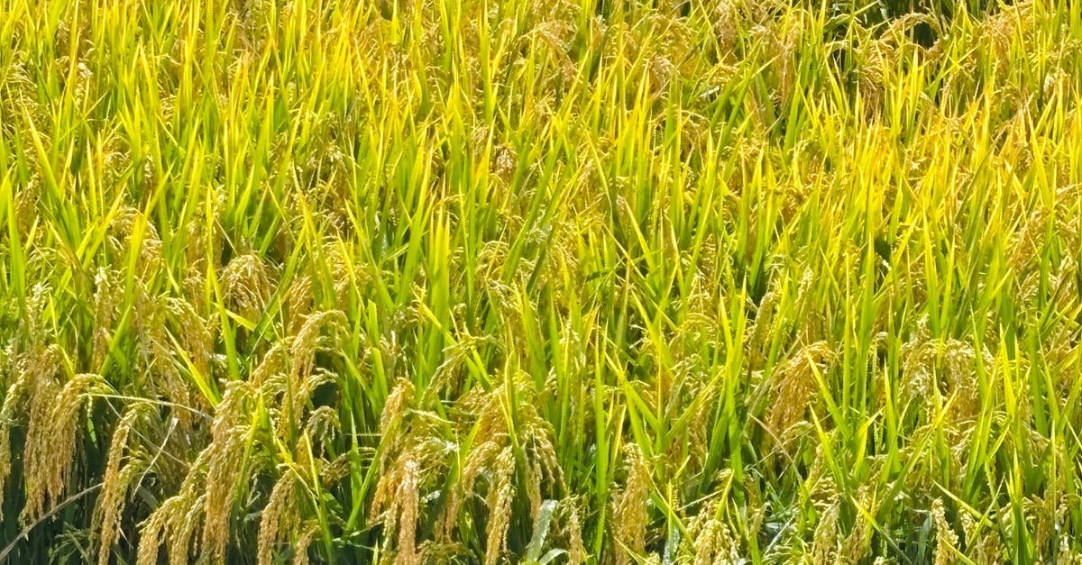 Close-up of a ripe rice field with golden hues under a clear sky, ready for harvest.