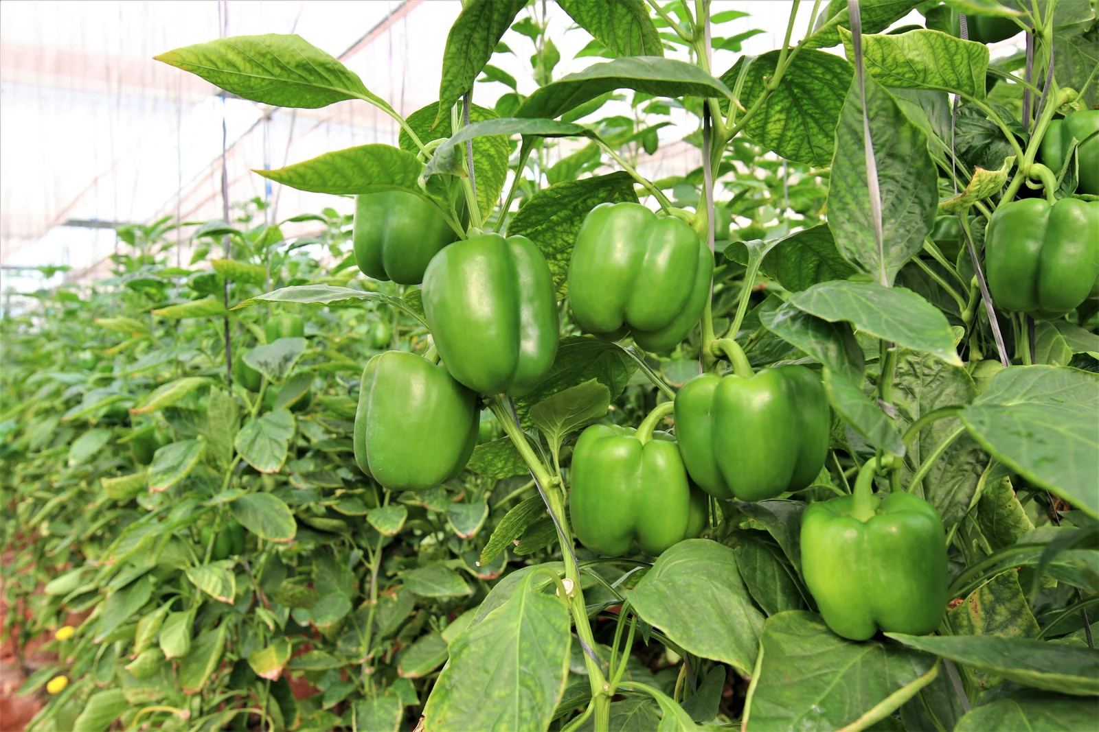 00e33388 6e92 485b 8eefaaaf53ab8652 capsicum grown in greenhouse close up photo