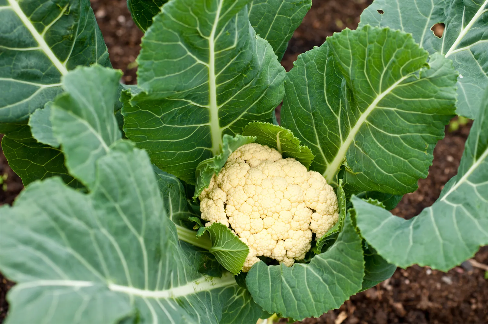 cauliflower plant form cauliflower cabbage flower structures