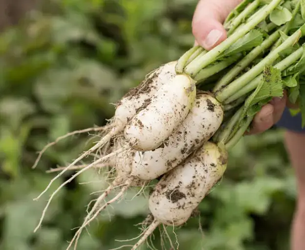 daikon radish