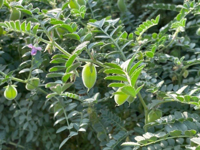 image bengal gram