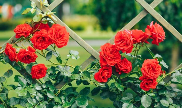 most popular red flowers