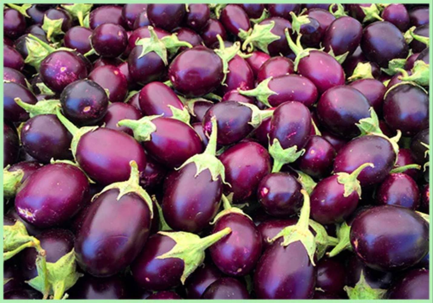 brinjal eggplant