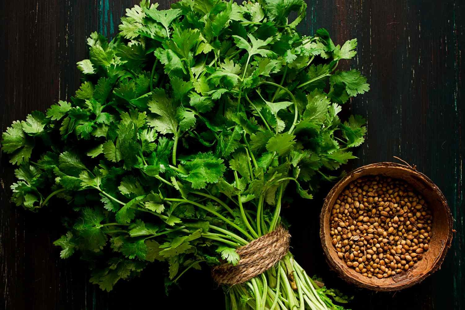 coriander
