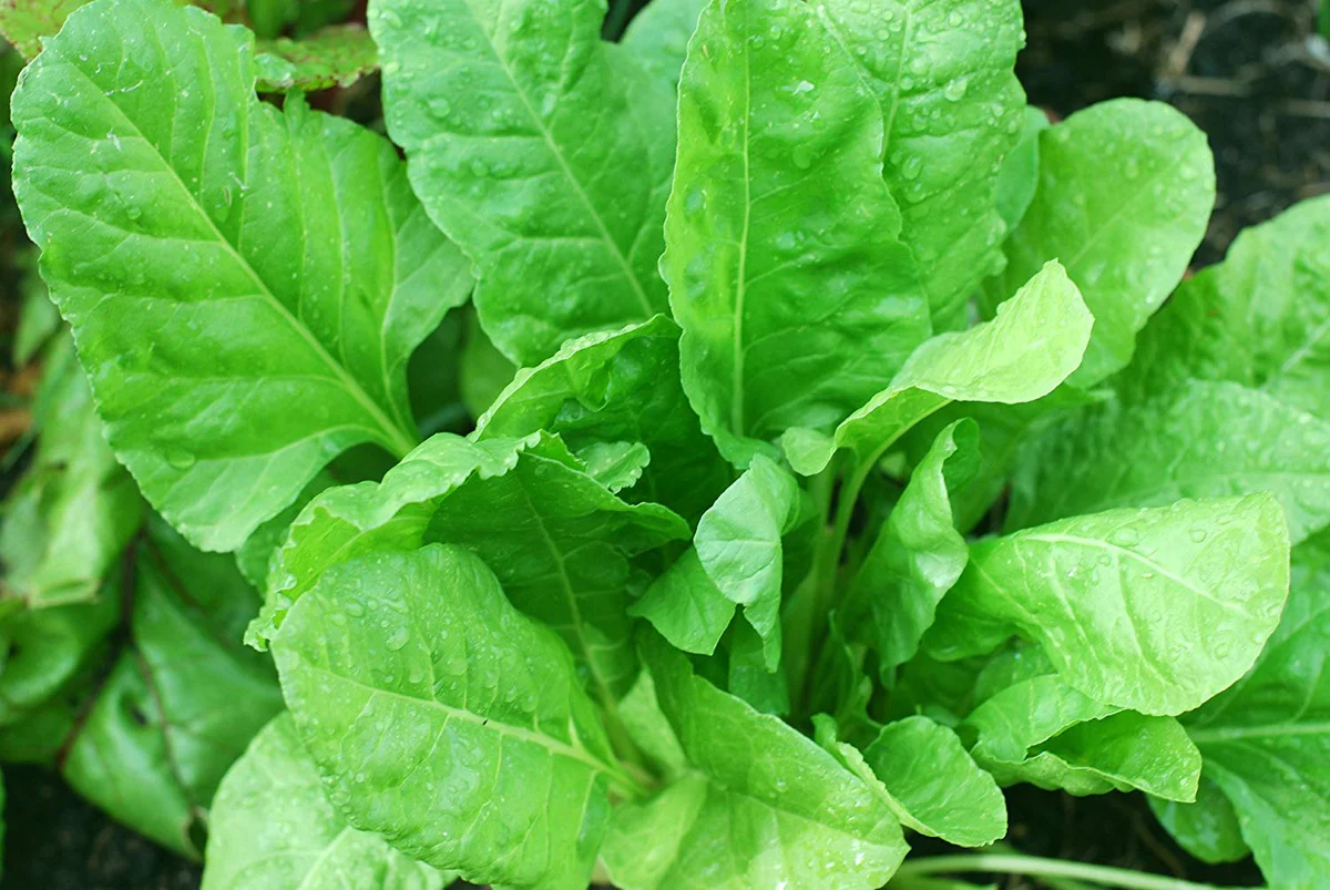 palak0 1200x1200