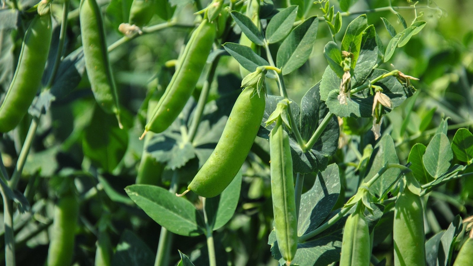 pea sow and grow