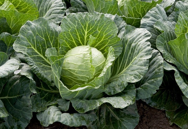 suttons.cabbage.sunta