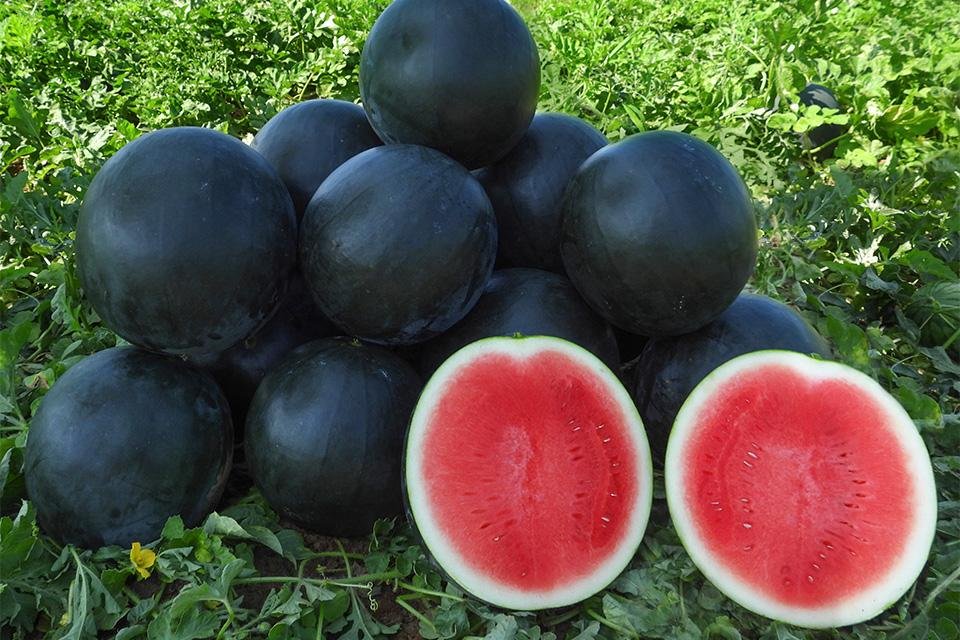 bahama watermelon